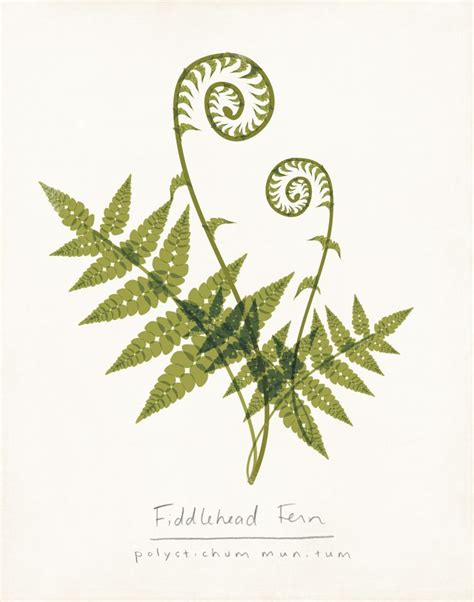 an image of a plant with leaves on it's back and the words, fieldland ...