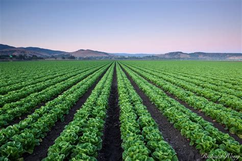 Salinas Agriculture Photo | Richard Wong Photography