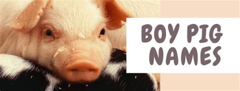 250+ Pet Pig Names (From Albert to Wally) - PetHelpful