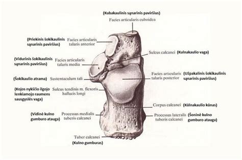 Calcaneus - Physiopedia