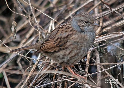 Dunnock • Breeding strategies