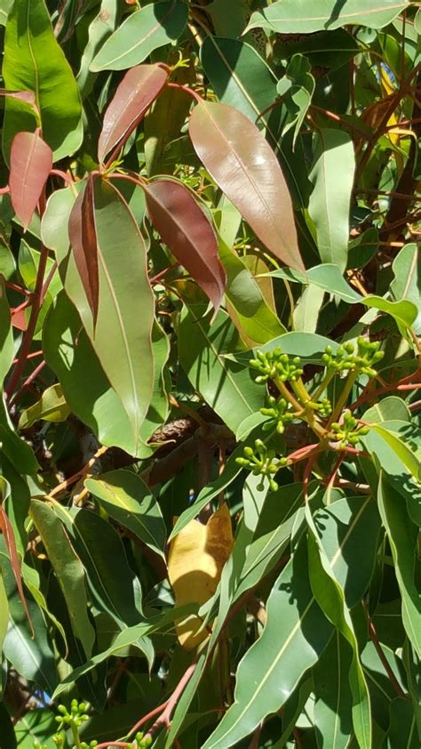 Free red gum eucalyptus leaves Stock Photo - FreeImages.com