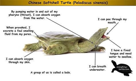 Chinese Softshell Turtle HD wallpaper | Pxfuel