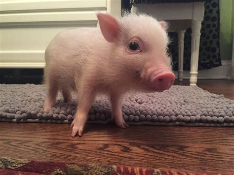 10 Cute Facts About Micro Pigs