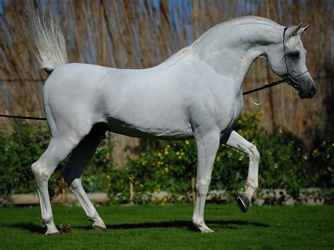 🔥 Download Beautiful Arabian Horse Wallpaper by @angelanichols | Arabian Horses Wallpapers ...