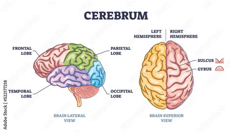 Obraz Cerebrum brain structure from lateral and superior view outline diagram. Labeled ...