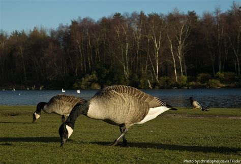 Interesting facts about geese | Just Fun Facts