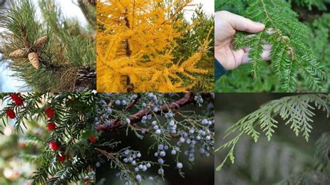 How To Identify Coniferous Trees: Easy tricks for pine, spruce, fir & more