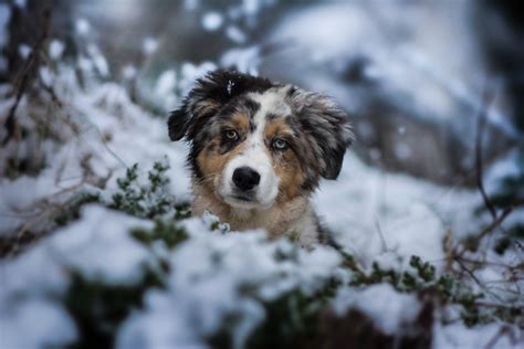Download Puppy Baby Animal Winter Dog Animal Australian Shepherd HD Wallpaper