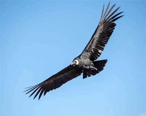 Andean Condor Facts for Kids - KonnectHQ