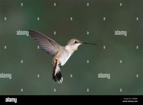 Female Calliope Hummingbird Hovering in Flight Stock Photo - Alamy