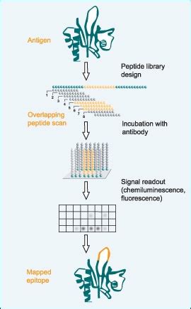 Epitope Mapping - Creative Diagnostics