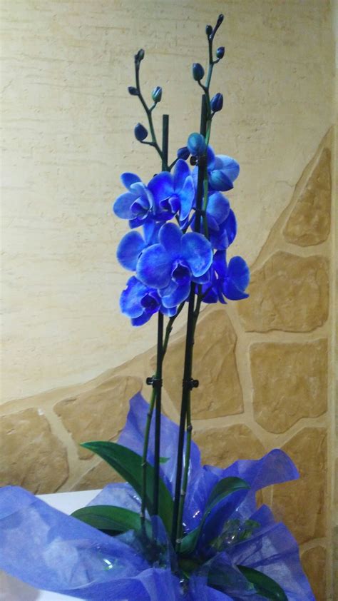 Introducir 80+ imagen ramo orquideas azules - Viaterra.mx