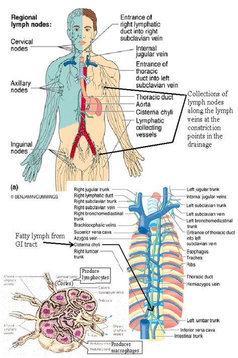 Abdominal Lymph Nodes Structure And Function