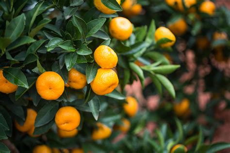 AUTUMN CITRUS TREE PLANTING | Kellogg Garden