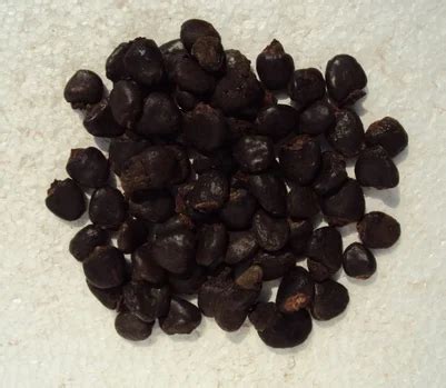 Bhilawa Seeds (Semecarpus Anacardium) at best price in Mandla