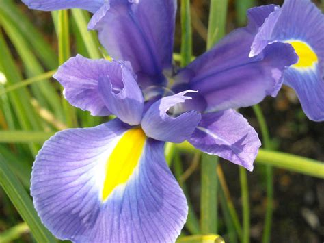 June Flowers - Brent Logan