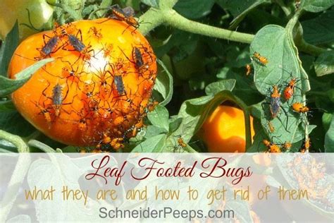 Leaf footed bugs life cycle and prevention | Leaf footed bug, Bug ...