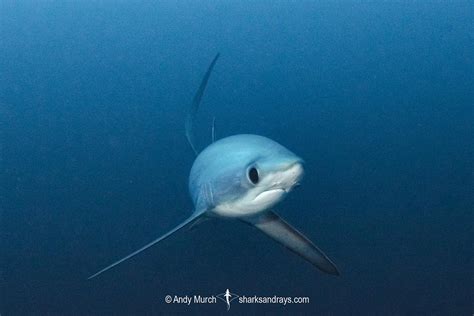 Pelagic Thresher Shark 007 | Sharks and Rays