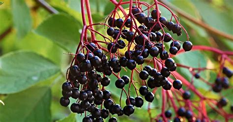 7 Top Elderberry Varieties to Grow in Your Backyard