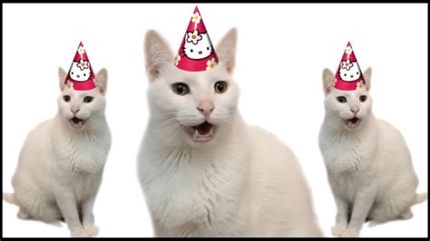 HAPPY BIRTHDAY FROM THE CATS - YouTube