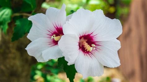 Hibiscus Care in Winter (Tips to Keep Them Thriving) - The Practical Planter