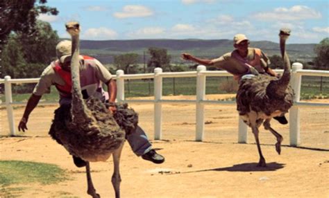 The Bizarre Sport of Ostrich Riding & Exotic Racing on Ostriches