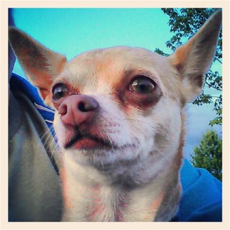 #Canadaday #Chihuahua #dogs (Taken with Instagram at Castle… – XBMC and ...