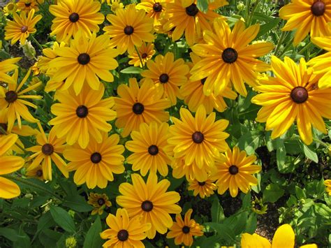 yellow flowers are blooming in the garden