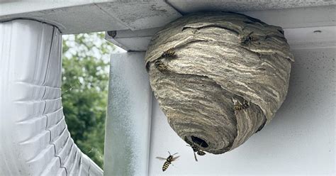 Are There Difference Between a Hornet Nest vs. Wasp Nest?