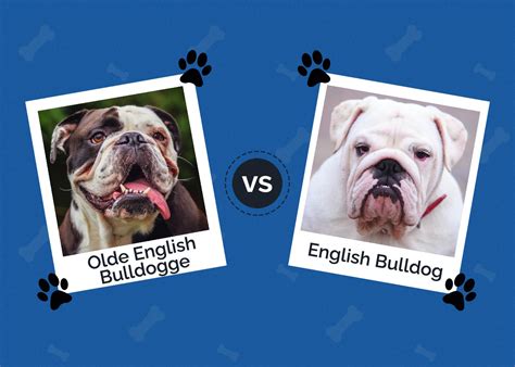 Olde English Bulldogge vs English Bulldog: The Differences (With Pictures) | Hepper