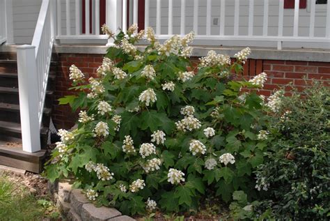 Hydrangea quercifolia (Oak Leaf Hydrangea, Oakleaf Hydrangea) | North ...