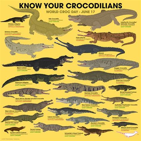 Happy World Croc Day! There are currently 24 species in the order Crocodilia which is divided ...