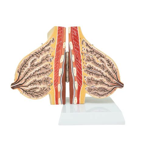 Walter Mammary Gland in Lactation - Reproductive System - Human Anatomy - Biology