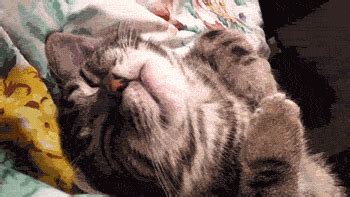 New trending GIF tagged cat yes sleeping bongos… | Trending Gifs