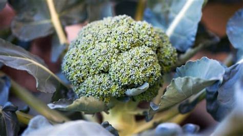 How Cold Can Broccoli Tolerate? Here's The Answer!