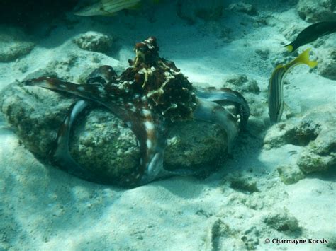 Snorkeling at Lady Elliot Island, Great Barrier Reef | A Complete Guide