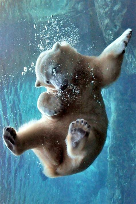 17 Best images about Bears on Pinterest | Animals, Baby polar bears and Underwater