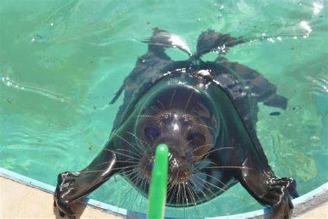 Rescued baby seal could swim free, but he likes living with people and ...