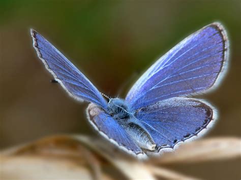 Xerces Blue Butterfly, an extinct species of butterfly in the gossamer ...