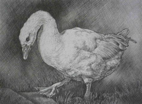 Realistic Animal Drawings: Realistic Birds Drawing Duck