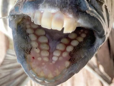 Sheepshead fish: Facts about the fish with 'human' teeth - World Research Council