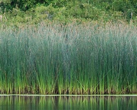 Bulrush Schoenoplectus spp. shoots and lower stalk are edible raw. growing tips of rhizome are ...