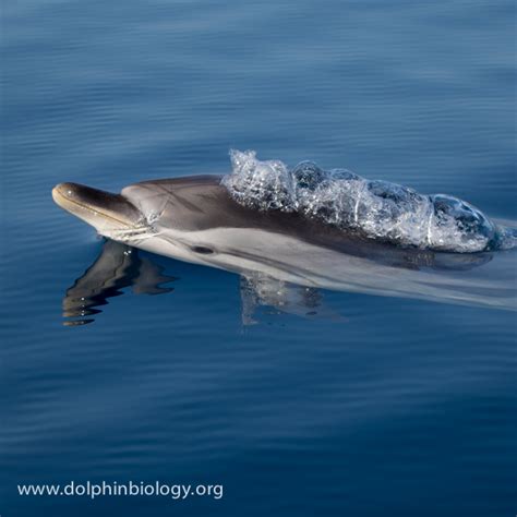 Dolphin Biology and Conservation: Take a breath