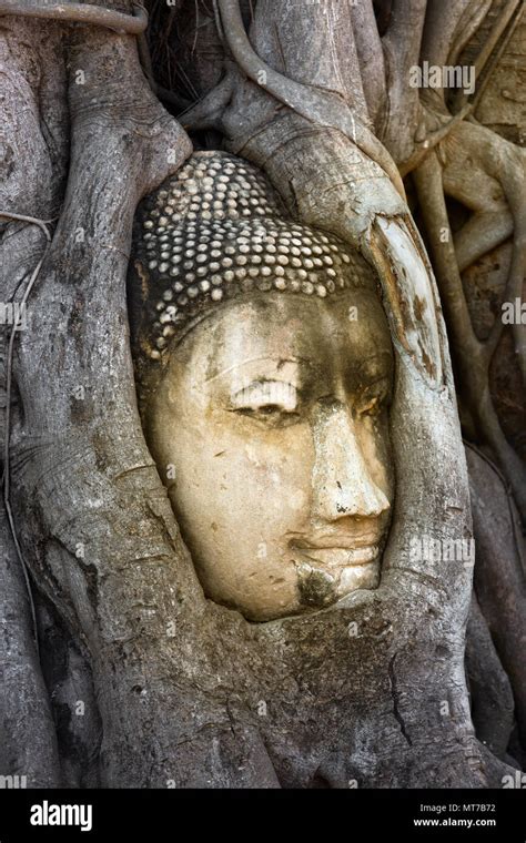 Buddha head in banyan tree, Thailand Stock Photo - Alamy