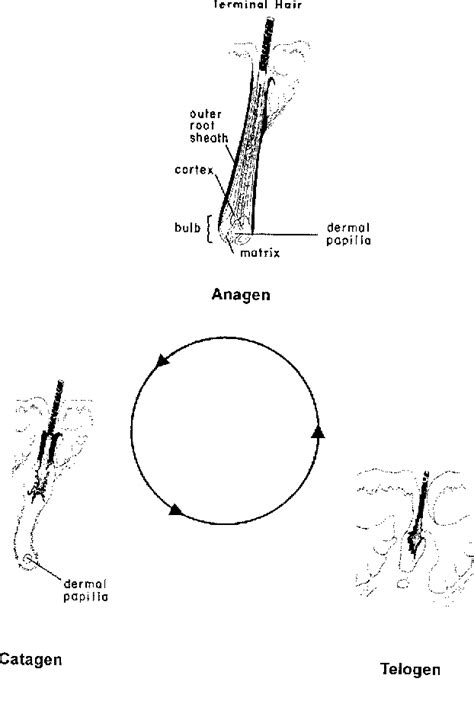 Pilosebaceous unit | Semantic Scholar