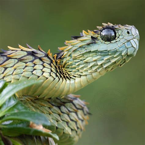 Atheris hispida – Artofit