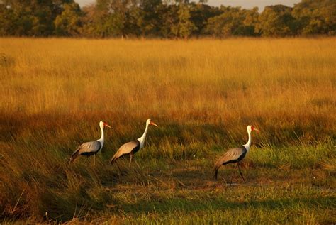 Restoring Wattled Crane Habitat on the Kafue flats | Fondation Segré