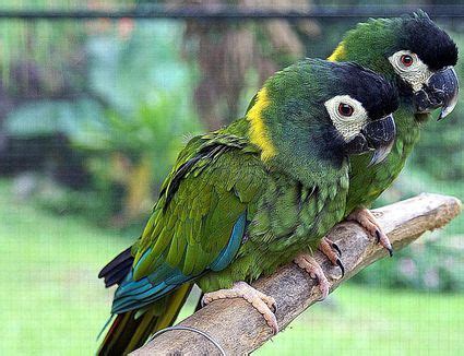 Types of Macaws to Consider as a Pet