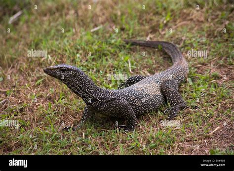 Water monitor lizard malaysia tioman island asia Stock Photo - Alamy